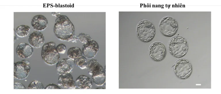Xây dựng thành công mô hình phôi nang người từ tế bào gốc vạn năng