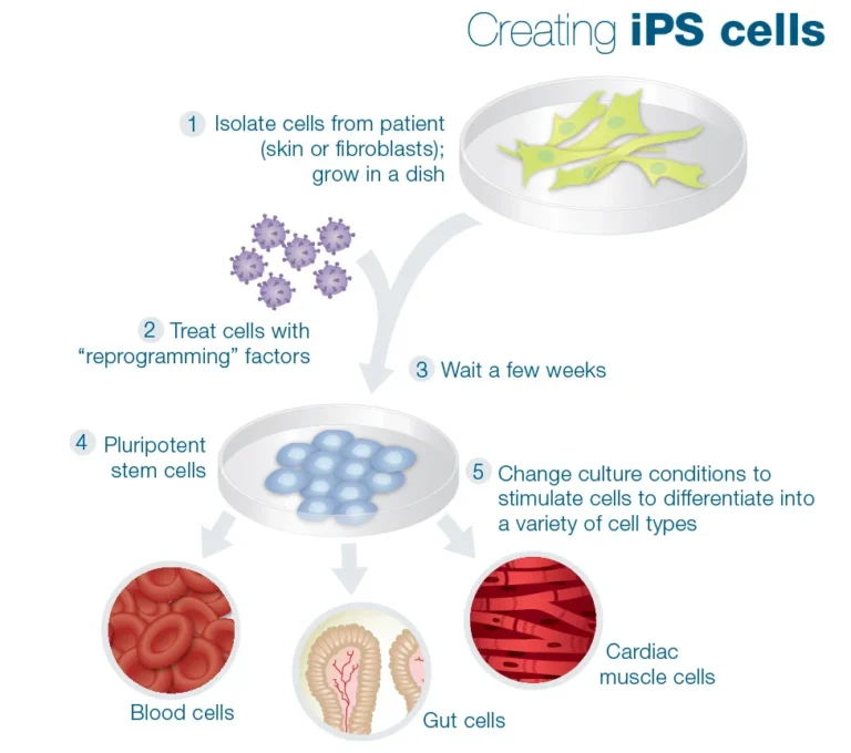 Một phương pháp mới để tạo ra tế bào gốc vạn năng cảm ứng (iPSC) an toàn hơn